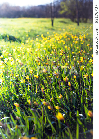 beautiful wild yellow tulips on the meadow 65176737