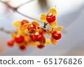 諾瓦克藤01 65176826