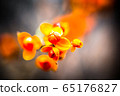 藤花 65176827