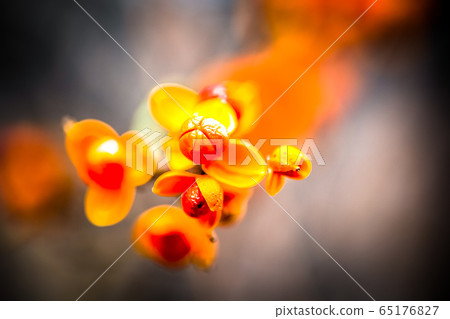 藤花 65176827