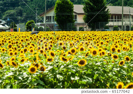 Sunflower field of Sayo-cho 65177042