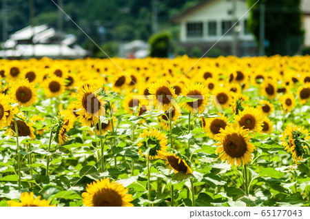 Sunflower field of Sayo-cho 65177043