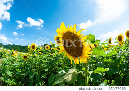 藍藍的天空和向日葵在向日葵田 藍藍的天空和向日葵在向日葵田 65177063