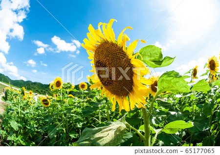 藍藍的天空和向日葵在向日葵田 藍藍的天空和向日葵在向日葵田 65177065