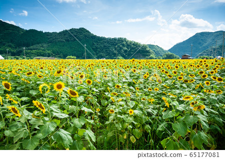Sunflower field of Sayo-cho Sunflower field of Sayo-cho 65177081