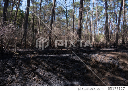 Slash-and-burn, image, slash-and-burn image, forest, woods, forest, Japan, Tohoku, nature, natural scenery, landscape, scorching, fire, forest fire, Slash-and-burn, image, slash-and-burn image, forest, woods, forest, Japan, Tohoku, nature, natural scenery, landscape, scorching, fire, forest fire, 65177127