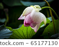 這是蓮花01 65177130