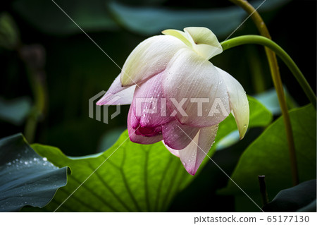 It's a lotus-01 65177130