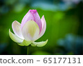 是一朵蓮花02 65177131