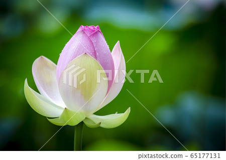 是一朵蓮花02 65177131