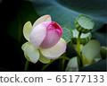蓮花盛宴 65177133