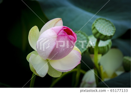 蓮花盛宴 65177133