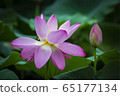 蓮花盛宴 65177134