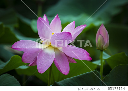 Lotus Feast 65177134