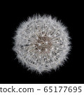 Dandelion fluff 65177695