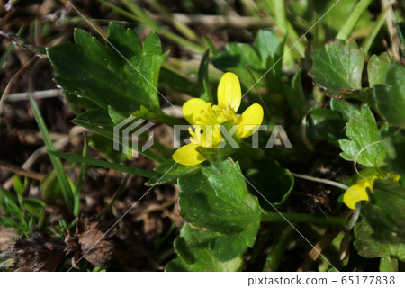 馬尾蘆葦花 65177838