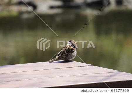 Sparrow on the bench in back view 65177839