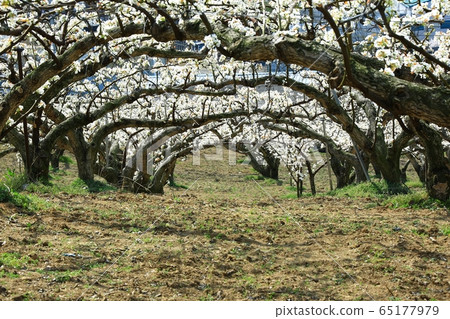 Spring, orchard farm, pear blossom Spring, orchard farm, pear blossom 65177979