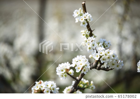 Spring, orchard farm, pear blossom Spring, orchard farm, pear blossom 65178002