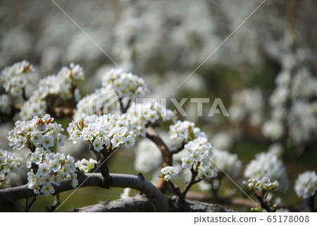 春天果園農場梨花 春天果園農場梨花 65178008