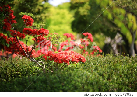 春天果園農場梨花 65178053