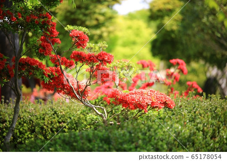 春天果園農場梨花 65178054