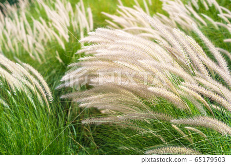 Imperata cylindrica Beauv grass in nature Imperata cylindrica Beauv grass in nature 65179503