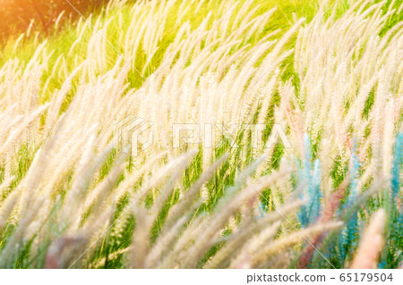 Imperata cylindrica Beauv grass in nature Imperata cylindrica Beauv grass in nature 65179504