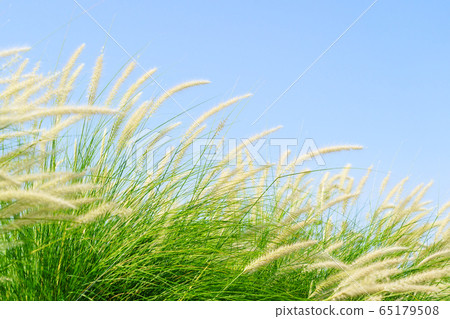 Fourtain grass in nature agent blue sky Fourtain grass in nature agent blue sky 65179508