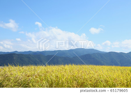 信州山和米 信州山和米 65179605