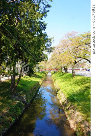 kin宮神社川澤河輕鬆橋櫻花深谷總警衛kin宮神社ita玉深谷 65179918