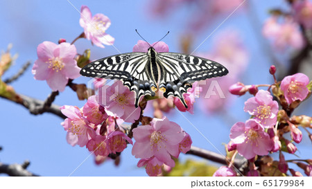 Kawazu Sakura and Namiageha Spring Image 16: 9 65179984