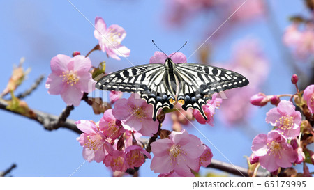 Kawazu cherry blossoms in full bloom, butterflies stop and heart-shaped petals Spring image 16: 9 65179995