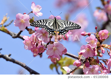 河津櫻花盛開,蝴蝶停下來,心形花瓣春意盎然 河津櫻花盛開,蝴蝶停下來,心形花瓣春意盎然 65180008
