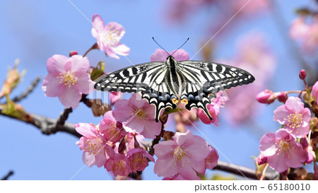 河津櫻花盛開,蝴蝶停下來,心形花瓣春天形象16:9 河津櫻花盛開,蝴蝶停下來,心形花瓣春天形象16:9 65180010