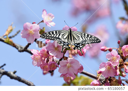 Kawazu cherry blossoms in full bloom, butterflies stop and heart-shaped petals spring image 65180057