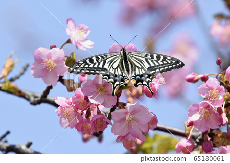 河津櫻花盛開，蝴蝶停下來，心形花瓣春意盎然 65180061