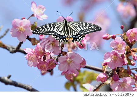 Kawazu cherry tree and Namiageha spring image Kawazu cherry tree and Namiageha spring image 65180070