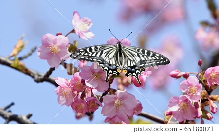 Kawazu cherry blossoms in full bloom and butterflies spring image 16:9 Kawazu cherry blossoms in full bloom and butterflies spring image 16:9 65180071