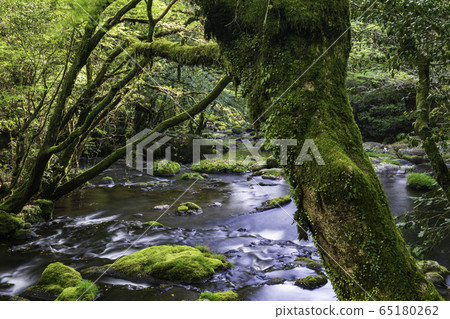 Nature Nature 65180262