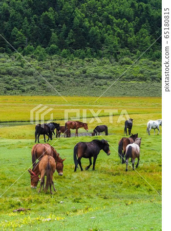 group of horse eating grass on Chongu pasture in Yading national level reserve group of horse eating grass on Chongu pasture in Yading national level reserve 65180815