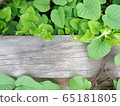 Green leaves on a wooden wall. A wooden fence overgrown with leaves 65181805