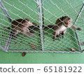 monkey in cage 65181922