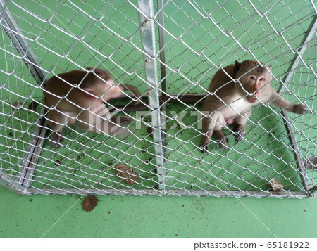 monkey in cage 65181922