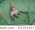 monkey in cage 65181923