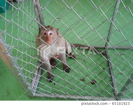monkey in cage 65181923