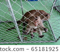 monkey in cage 65181925