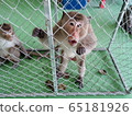 monkey in cage 65181926