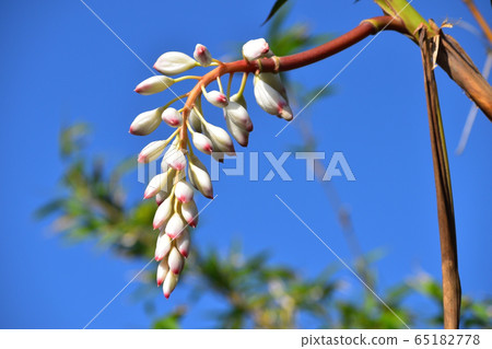 Moon peach blossoms blooming in Okinawa Prefecture Moon peach blossoms blooming in Okinawa Prefecture 65182778