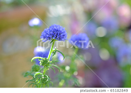 Gilia Capitata 65182849